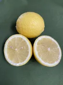 Bearss Lemon