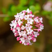 Korean Spice Viburnum