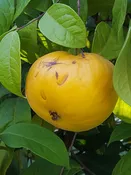 Araza Araca-boi Fruit Tree (eugenia stipiata)
