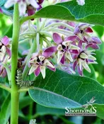 Asclepias Speciosa Showy Milkweed Pink 4"