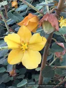 Fremontodendron 'Ken Taylor', Flannel Bush
