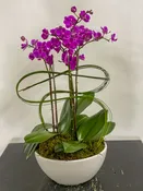 (3) Double Spike Phalaenopsis Orchids