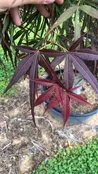 Acer Palmatum ‘Villa Taranto’