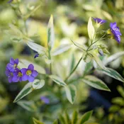 Polemonium 'Golden Feathers'  (Jacob's Ladder)