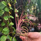 Tillandsia ‘Celebration’ (T. bulbosa X T. brachycaulos)