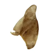Freeze Dried Pig Ear — Jeffrey's Natural Pet Foods