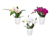 5in Enchanted Orchid in White Ceramic 10/pk