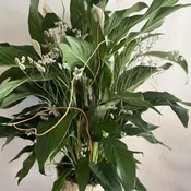 Peace Lily Plant