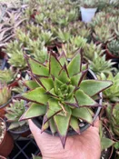 4″ Echeveria Lipstick
