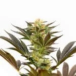 Bruce Banner Feminized Seeds - Kind Seed Co