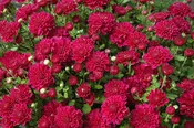 Garden Mum, Pink / Purple