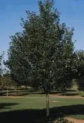 Acer x freemanii ‘Sienna Glen’ Cal 4.0