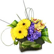Brightest Light By Newport Florist NF258