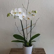 Medium Double-stem Phalaenopsis Orchid