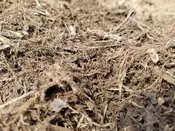 Bulk Natural Brown Double Ground Hardwood Mulch