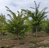 Akebono Cherry | Prunus x yedoensis 'Akebono' — Northwest Shade Trees