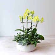 Citrus Orchid Planter | Elegant Orchid Gift for Boston — Rouvalis Flowers & Gardens | Boston & Winchester Flower Delivery & Boutique