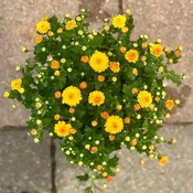 5.25" Yellow Annual Mum