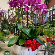 Beatufil Orchids