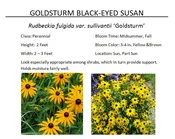 Goldstrum Black-Eyed Susan  — The Garden Kingdom