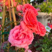 America Climbing Rose