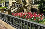 Bulb Gardens - Plant Now for Spring — Rouvalis Flowers & Gardens | Boston & Winchester Flower Delivery & Boutique
