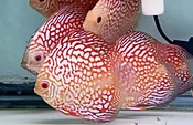4.5-5.0" Red Checkerboard