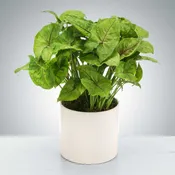 Arrow Head Plant