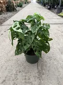 6″ Philodendron Adansonii “Swiss Cheese”