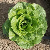 Arroyo Pelleted Romaine Green Lettuce