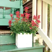 Agastache ‘Kudos Red’