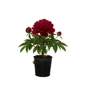 Peony - Garden Candy® Candy Apple Itoh