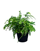 Assorted Fern