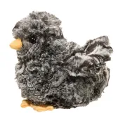Black Baby Chick