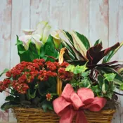 European Plant Basket (2 Blooming Plants)