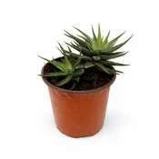 4.5” Zebra Haworthia