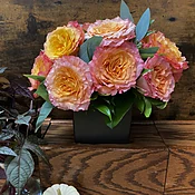 One Dozen Free Spirit Compact