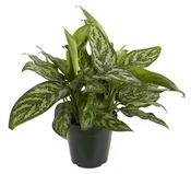 Aglaonema / Chinese Evergreen