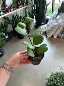 Hoya Kerrii 4” pot — Urban Planting Cleveland