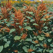 Amaranthus ‘Hot Biscuits’