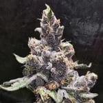 Brilliant Blue OG Marijuana Seeds - Kind Seed Co