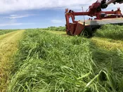 Cascade/Corvallis Teff OC