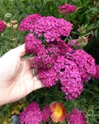 Achillea millefolium - Rosa Maria