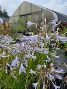 Agapanthus 'Silver Anniversary'