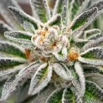 Blue OG Feminized Seeds - Kind Seed Co