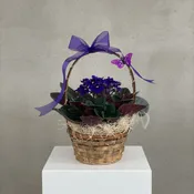 Sweet African Violet