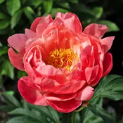 Coral Charm Peony