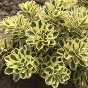 ‘Atlantis’ Sedum