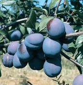 10 Gal Fruit Tree Plum