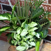 Scenic Nature Dish Garden